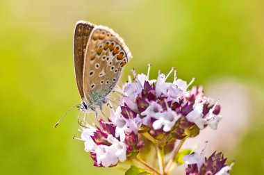 gemeenschappelijke blauw, polyommatus icarus