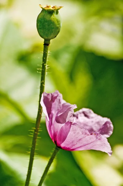 Amapola, cápsula y flor —  Fotos de Stock