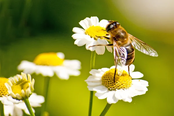 La abeja en la fiebre pocos — Foto de Stock