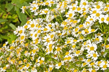 Feverfew clipart