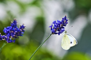 Green-veined White, Pieris napi on lavender clipart