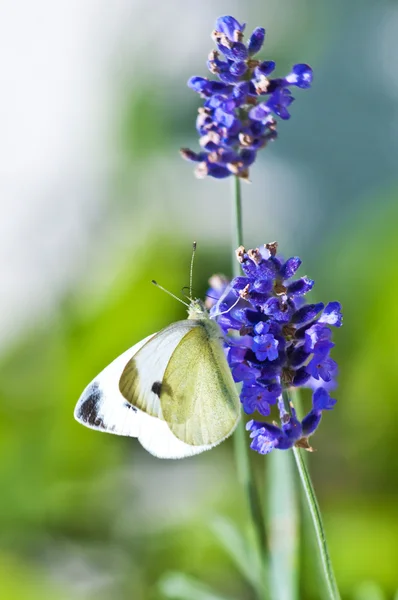 Weiß mit grünen Adern, pieris napi auf Lavendel — Stockfoto