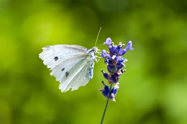 Large White, on lavender — Stock Photo, Image