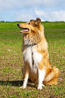 Collie dog clipart