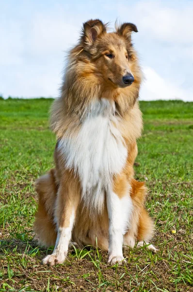 Collie pies — Zdjęcie stockowe