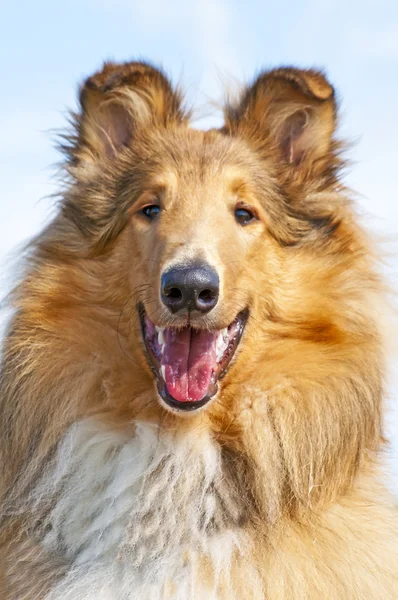 コリー犬 — ストック写真
