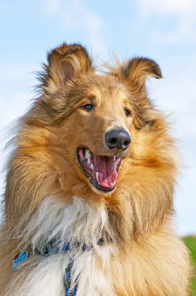 Collie-koira — kuvapankkivalokuva