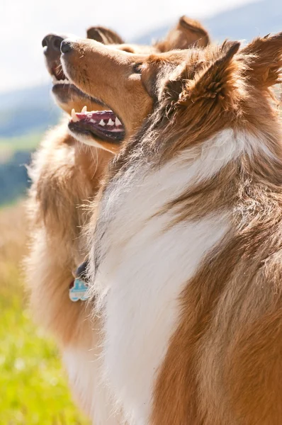 Collie-Hunde — Stockfoto