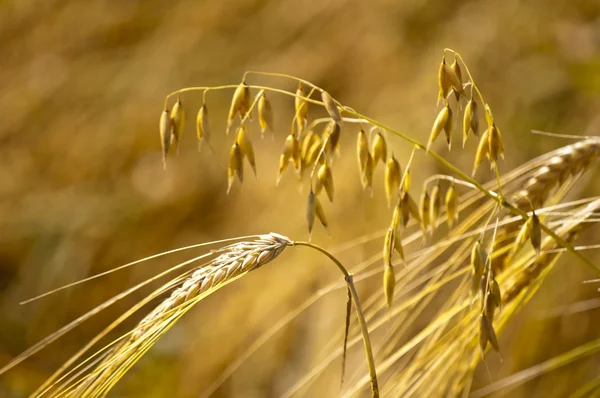 Barley and oat — Stock Photo, Image