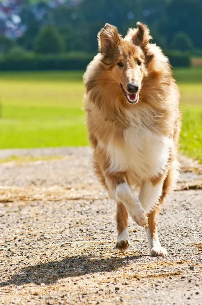 Collie perro — Foto de Stock