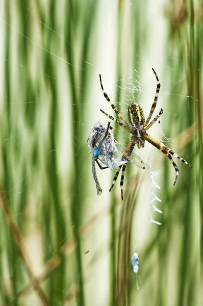Spider with cought blue-tailed damselfly — Stock Photo, Image