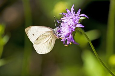 Yeşil damarlı beyaz, Pieris şekerleme