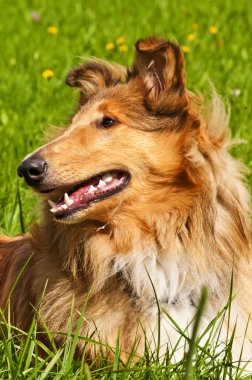 Collie dog clipart