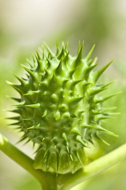 diken-elma jimson weed