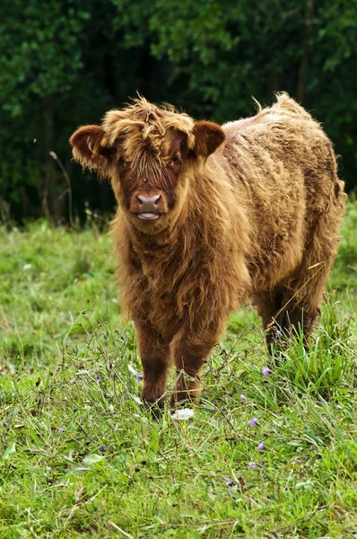 Stock image Scottish highland calve