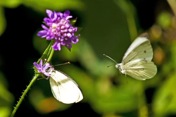 Green-veined white flying to reproduction — Stock Photo, Image