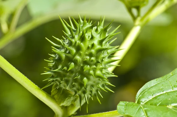 stock image Thorn-apple of jimson weed