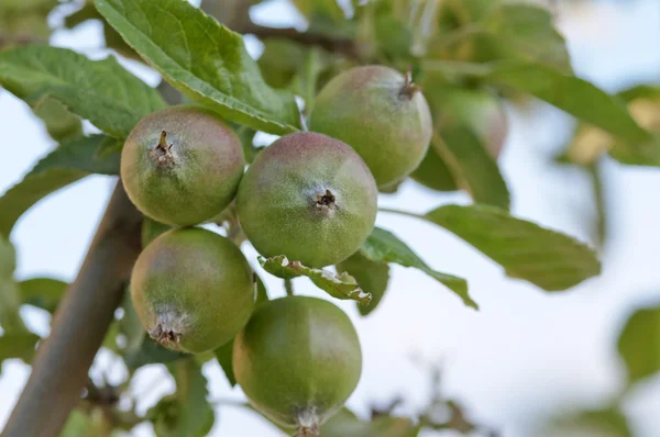 リンゴ幼木の枝に緑のリンゴの収穫. — ストック写真