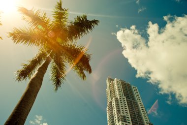 Green palm tree on blue sky background clipart