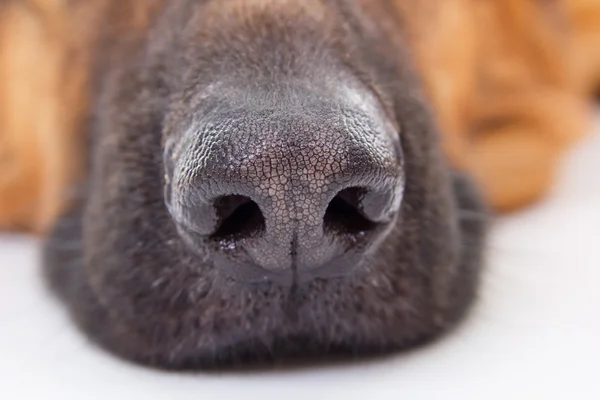 Dog muzzle close up — Stock Photo, Image