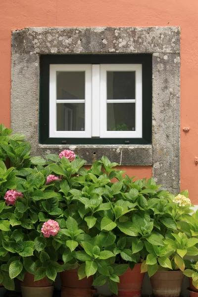 Окно и цветы — стоковое фото