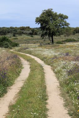 Çayırda alentejo