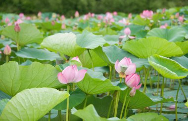 Lotus çiçekleri