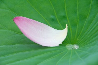 Lotus çiçekleri