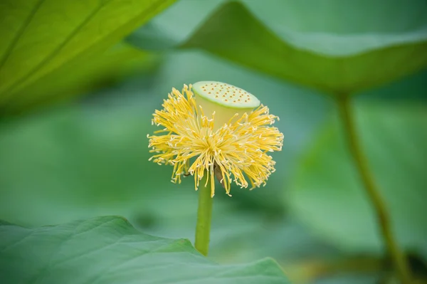 Lotus çiçekleri