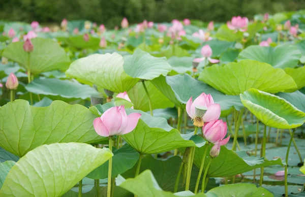 stock image Lotus flowers