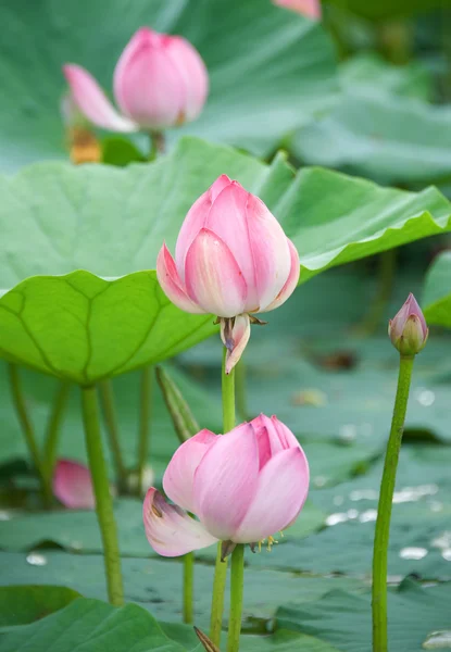 Lotus çiçekleri