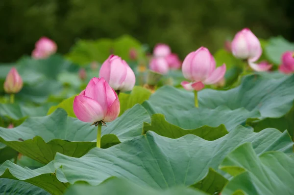 stock image Lotus flowers