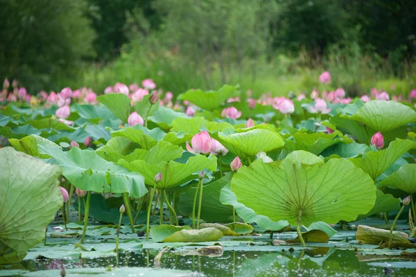 Lotus çiçekleri