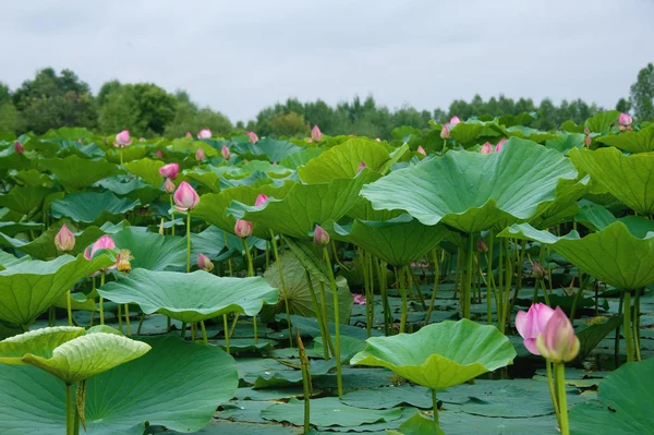 Lotus çiçekleri