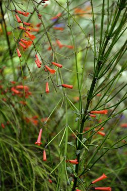 Yeşilin ortasında kırmızı çiçekler