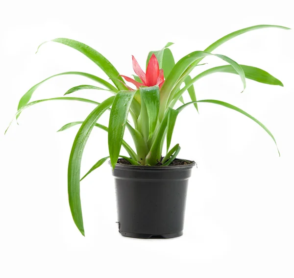 Blossoming plant — Stock Photo, Image