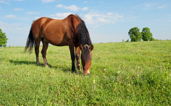 ม้าและสนาม — ภาพถ่ายสต็อก