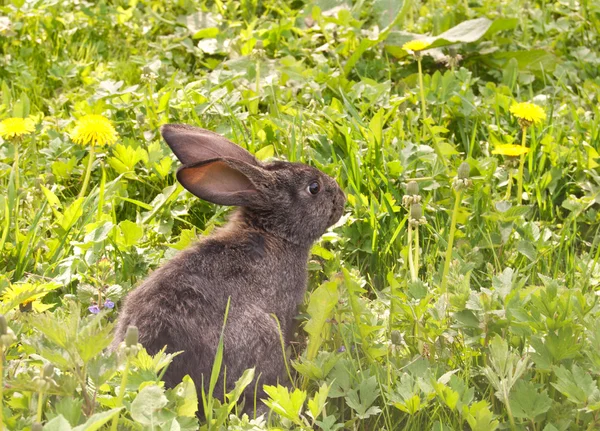 草のウサギ — ストック写真