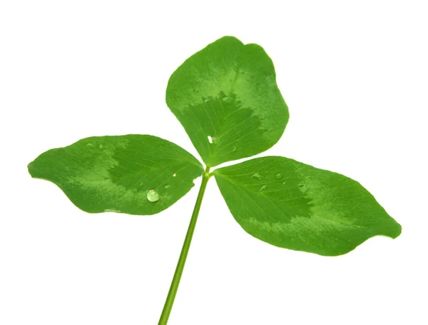 Shamrock clover isolated — Stock Photo, Image