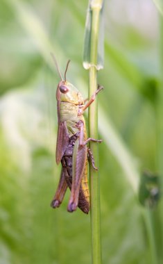 Grasshopper in green nature