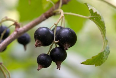 Siyah frenk üzümü makro