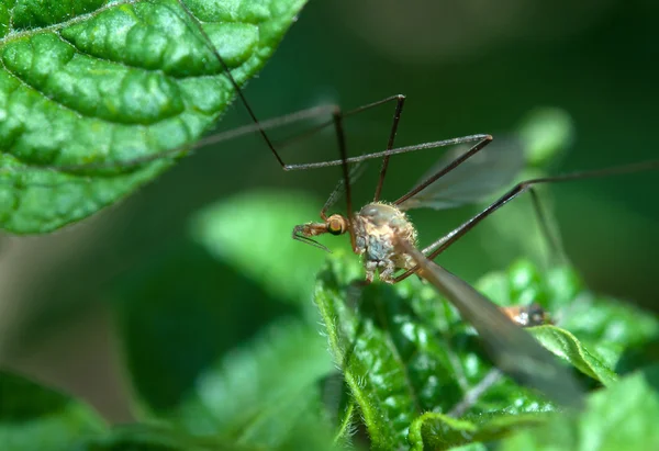 Big mosquito — Stock Photo, Image