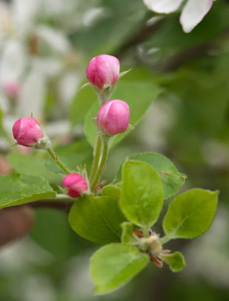 Blossoms on apple tree — Stock Photo, Image