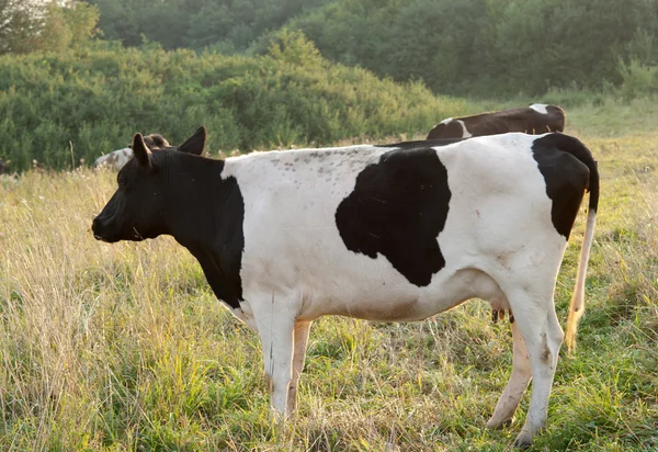 Любопытная молочная корова — стоковое фото