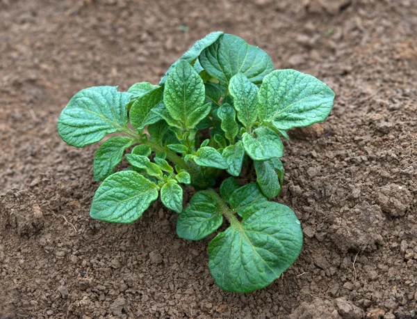 Unga potatis växt — Stockfoto