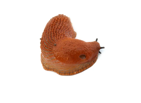 Red slug isolated — Stock Photo, Image