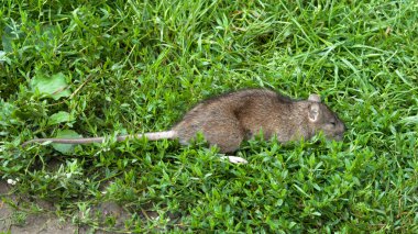 Dead rat clipart