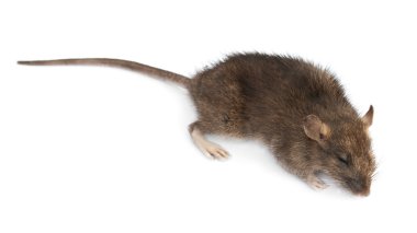 Dead rat clipart