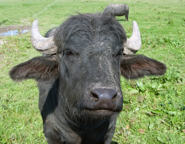 黑公牛 — 图库照片
