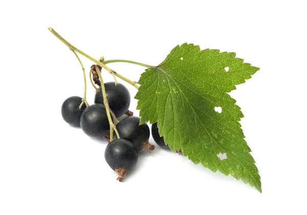 Siyah frenk üzümü meyve — Stok fotoğraf